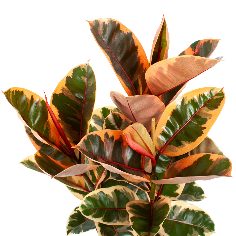 Ficus Elastica Belize - Rubberboom - P27 H100 - Kamerplant 4 Ficus Elastica Belize - Rubberboom - P27 H100 - Kamerplant - Afbeelding 2