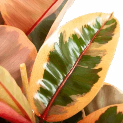 Ficus Elastica Belize - Rubberboom - P27 H100 - Kamerplant 8 Ficus Elastica Belize - Rubberboom - P27 H100 - Kamerplant -Flamingo Verkoop ficus elastica belize rubberboom p27 h100 6