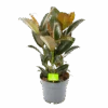 Ficus Elastica Melany - Rubberboom - P19 H55 - Kamerplant 2 Ficus Elastica Melany - Rubberboom - P19 H55 - Kamerplant -Flamingo Verkoop ficus elastica melany rubberboom p19 h55 1
