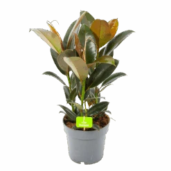Ficus Elastica Melany - Rubberboom - P19 H55 - Kamerplant