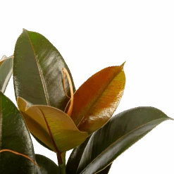 Ficus Elastica Melany - Rubberboom - P19 H55 - Kamerplant -Flamingo Verkoop ficus elastica melany rubberboom p19 h55 6