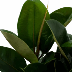 Ficus Elastica Robusta - Rubberboom - P27 H100 - Kamerplant -Flamingo Verkoop ficus elastica robusta waringin p27 h100 5