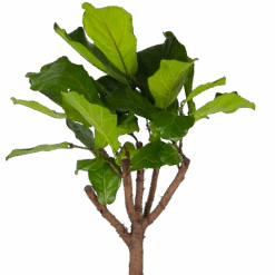 Ficus Lyrata Op Stam - Tabaksplant - P30 H150 - Kamerplant -Flamingo Verkoop ficus lyrata op stam tabaksplant p30 h150 kamerplant 3