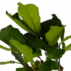 Ficus Lyrata Op Stam - Tabaksplant - P30 H150 - Kamerplant -Flamingo Verkoop ficus lyrata op stam tabaksplant p30 h150 kamerplant 4