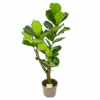Ficus Lyrata Vertakt - Tabaksplant - P24 H130 - Kamerplant 1 Ficus Lyrata Vertakt - Tabaksplant - P24 H130 - Kamerplant -Flamingo Verkoop ficus lyrata tabaksplant p24 h130 1 3