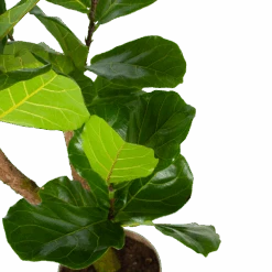Ficus Lyrata Vertakt - Tabaksplant - P24 H130 - Kamerplant -Flamingo Verkoop ficus lyrata tabaksplant p24 h130 5 3