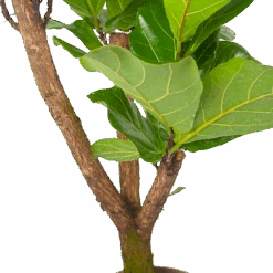 Ficus Lyrata Vertakt - Tabaksplant - P24 H130 - Kamerplant -Flamingo Verkoop ficus lyrata tabaksplant p24 h130 6 3