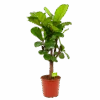Ficus Lyrata Vertakt - Tabaksplant - P30 H130 - Kamerplant -Flamingo Verkoop ficus lyrata tabaksplant p30 h130 1 1