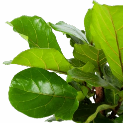 Ficus Lyrata Vertakt - Tabaksplant - P30 H130 - Kamerplant -Flamingo Verkoop ficus lyrata tabaksplant p30 h130 5 1