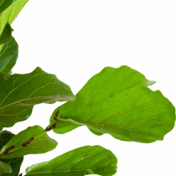 Ficus Lyrata Vertakt - Tabaksplant - P40 H160 - Kamerplant -Flamingo Verkoop ficus lyrata tabaksplant p40 h160 5 1