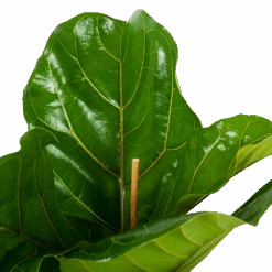 Ficus Lyrata - Tabaksplant - Toef - P21 H90 - Kamerplant -Flamingo Verkoop ficus lyrata tabaksplant toef p21 h90 5 1