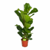 Ficus Lyrata - Tabaksplant - Toef - P24 H120 - Kamerplant 2 Ficus Lyrata - Tabaksplant - Toef - P24 H120 - Kamerplant -Flamingo Verkoop ficus lyrata tabaksplant toef p24 h120 1