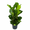 Ficus Lyrata - Tabaksplant - Toef - P34 H120 - Kamerplant 2 Ficus Lyrata - Tabaksplant - Toef - P34 H120 - Kamerplant -Flamingo Verkoop ficus lyrata tabaksplant toef p34 h120 1 3