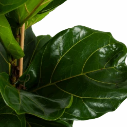 Ficus Lyrata - Tabaksplant - Toef - P34 H120 - Kamerplant -Flamingo Verkoop ficus lyrata tabaksplant toef p34 h120 4 2