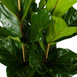 Ficus Lyrata - Tabaksplant - Toef - P34 H120 - Kamerplant -Flamingo Verkoop ficus lyrata tabaksplant toef p34 h120 5 3