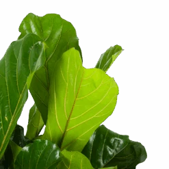 Ficus Lyrata - Tabaksplant - Toef - P34 H120 - Kamerplant -Flamingo Verkoop ficus lyrata tabaksplant toef p34 h120 6 3