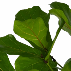 Ficus Lyrata Vertakt - Tabaksplant - P27 H140 - Kamerplant -Flamingo Verkoop ficus lyrata vertakt tabaksplant p27 h140 kamerplant 4