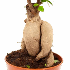 Ficus Microcarpa Ginseng - Bonsai - P17 H40 - Kamerplant -Flamingo Verkoop ficus microcarpa ginseng bonsai p17 h40 5