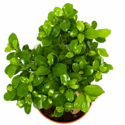 Ficus Microcarpa Ginseng - Bonsai - P17 H40 - Kamerplant -Flamingo Verkoop ficus microcarpa ginseng bonsai p17 h40 6