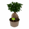 Ficus Microcarpa Ginseng - Bonsai - P20 H45 - Kamerplant -Flamingo Verkoop ficus microcarpa ginseng bonsai p20 h45 1