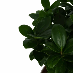 Ficus Microcarpa Ginseng - Bonsai - P20 H45 - Kamerplant -Flamingo Verkoop ficus microcarpa ginseng bonsai p20 h45 5