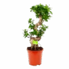 Ficus Microcarpa Ginseng - Bonsai - P21 H65 - Kamerplant -Flamingo Verkoop ficus microcarpa ginseng bonsai p21 h65 1