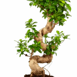Ficus Microcarpa Ginseng - Bonsai - P21 H65 - Kamerplant -Flamingo Verkoop ficus microcarpa ginseng bonsai p21 h65 5