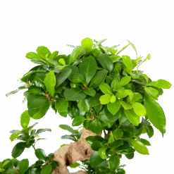 Ficus Microcarpa Ginseng - Bonsai - P21 H65 - Kamerplant -Flamingo Verkoop ficus microcarpa ginseng bonsai p21 h65 6