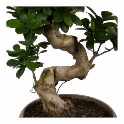 Ficus Microcarpa Ginseng - Bonsai - P25 H70 - Kamerplant -Flamingo Verkoop ficus microcarpa ginseng bonsai p25 h70 5