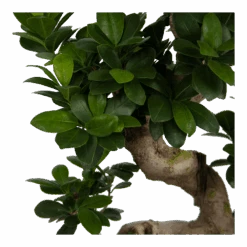 Ficus Microcarpa Ginseng - Bonsai - P25 H70 - Kamerplant -Flamingo Verkoop ficus microcarpa ginseng bonsai p25 h70 6