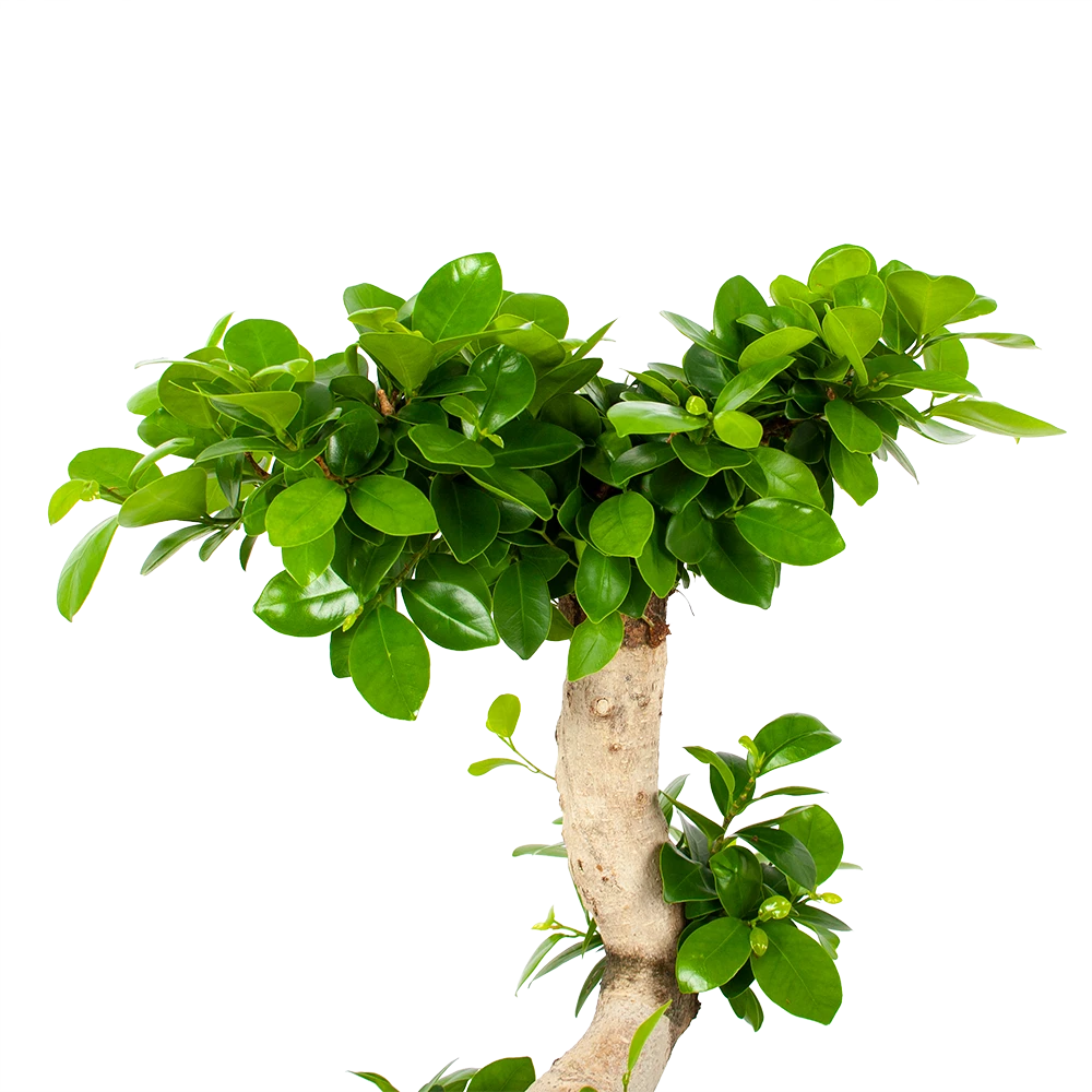 Ficus Microcarpa Ginseng - Bonsai - P29 H90 - Kamerplant 4 Ficus Microcarpa Ginseng - Bonsai - P29 H90 - Kamerplant - Afbeelding 2