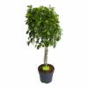 Ficus Microcarpa Nitida Op Gevlochten Stam - Treurvijg - P24 H100 - Kamerplant -Flamingo Verkoop ficus microcarpa nitida op gevlochten stam treurvijg p24 h100 1