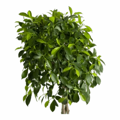 Ficus Microcarpa Nitida Op Gevlochten Stam - Treurvijg - P24 H100 - Kamerplant -Flamingo Verkoop ficus microcarpa nitida op gevlochten stam treurvijg p24 h100 2