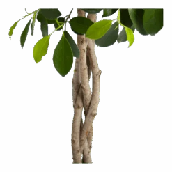 Ficus Microcarpa Nitida Op Gevlochten Stam - Treurvijg - P24 H100 - Kamerplant -Flamingo Verkoop ficus microcarpa nitida op gevlochten stam treurvijg p24 h100 3