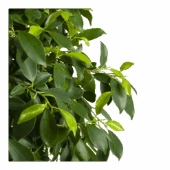 Ficus Microcarpa Nitida Op Gevlochten Stam - Treurvijg - P24 H100 - Kamerplant -Flamingo Verkoop ficus microcarpa nitida op gevlochten stam treurvijg p24 h100 4