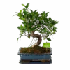 Ficus Retusa Taiwan - Bonsai - P29 H50 - Kamerplant 2 Ficus Retusa Taiwan - Bonsai - P29 H50 - Kamerplant -Flamingo Verkoop ficus retusa taiwan bonsai p29 h50 1