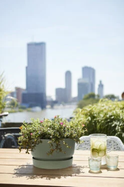 Plantenschaal Elho Greenville 33cm - Bladgroen -Flamingo Verkoop greenville schaal 33cm bloempot bladgroen 6 13