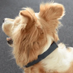 Flamingo Halsband Delu Blauw - Leer - 52-62cm 30mm - Hondenhalsband -Flamingo Verkoop halsband delu blauw leer hondenhalsband 3 4 7