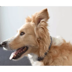 Flamingo Halsband Delu Blauw - Leer - 24-30cm 15mm - Hondenhalsband -Flamingo Verkoop halsband delu blauw leer hondenhalsband 4 4