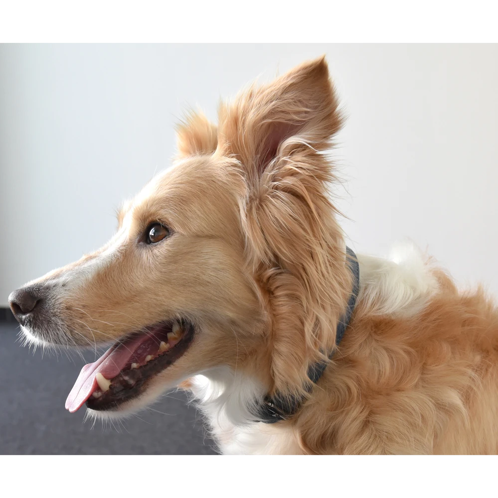 Flamingo Halsband Delu Blauw - Leer - 43-53cm 25mm - Hondenhalsband 6 Flamingo Halsband Delu Blauw - Leer - 43-53cm 25mm - Hondenhalsband - Afbeelding 4