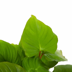 Homalomena Rubescens 'Maggy' - P19 H60 - Kamerplant 6 Homalomena Rubescens 'Maggy' - P19 H60 - Kamerplant -Flamingo Verkoop homalomena rubescens maggy p19 h60 5 2