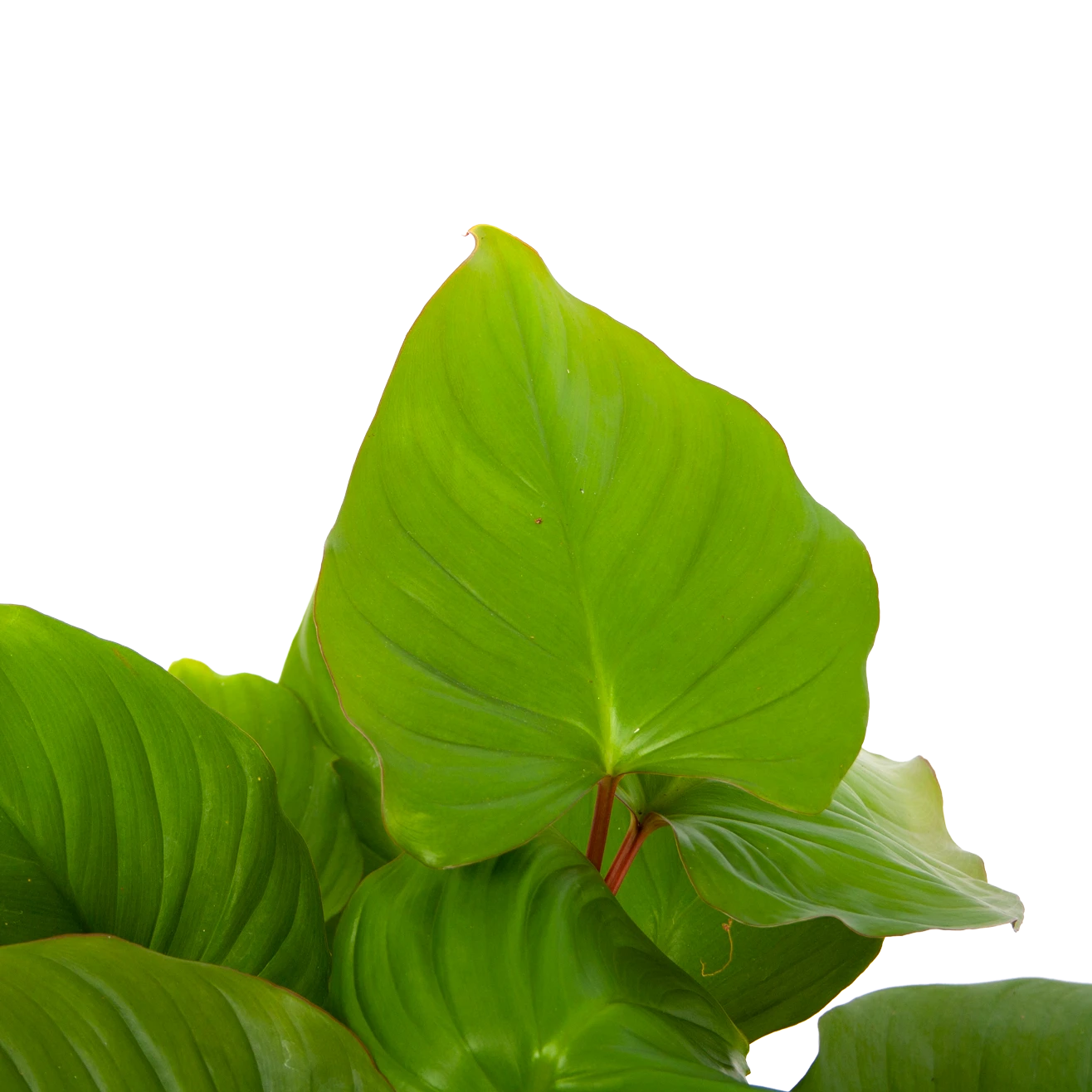 Homalomena Rubescens 'Maggy' - P19 H60 - Kamerplant 4 Homalomena Rubescens 'Maggy' - P19 H60 - Kamerplant - Afbeelding 2