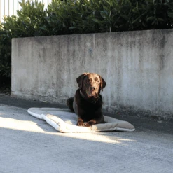 Hondendeken Dakota - XL - Donkerbruin - 105 X 70 Cm - Happy House -Flamingo Verkoop hondendeken dakota xl happy house 3 1 1