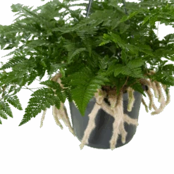 Humata Tyermannii - In Hangpot - P17 H30 - Kamerplant -Flamingo Verkoop humata tyermannii in hangpot p17 h30 5