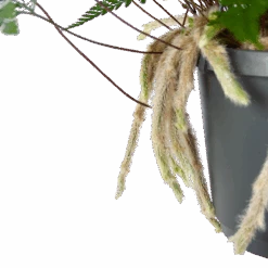 Humata Tyermannii - In Hangpot - P17 H30 - Kamerplant -Flamingo Verkoop humata tyermannii in hangpot p17 h30 6