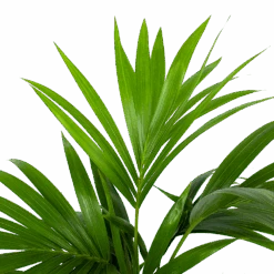 Kentiapalm - Howea Forsteriana - P19 H80 - Kamerplant -Flamingo Verkoop kentiapalm howea forsteriana p19 h80 5