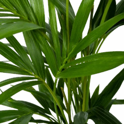 Kentiapalm - Howea Forsteriana - P19 H80 - Kamerplant -Flamingo Verkoop kentiapalm howea forsteriana p19 h80 6