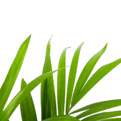 Kentiapalm - Howea Forsteriana - P19 H90 - Kamerplant -Flamingo Verkoop kentiapalm howea forsteriana p19 h90 5 1