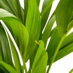 Kentiapalm - Howea Forsteriana - P21 H100 - Kamerplant -Flamingo Verkoop kentiapalm howea forsteriana p21 h100 5