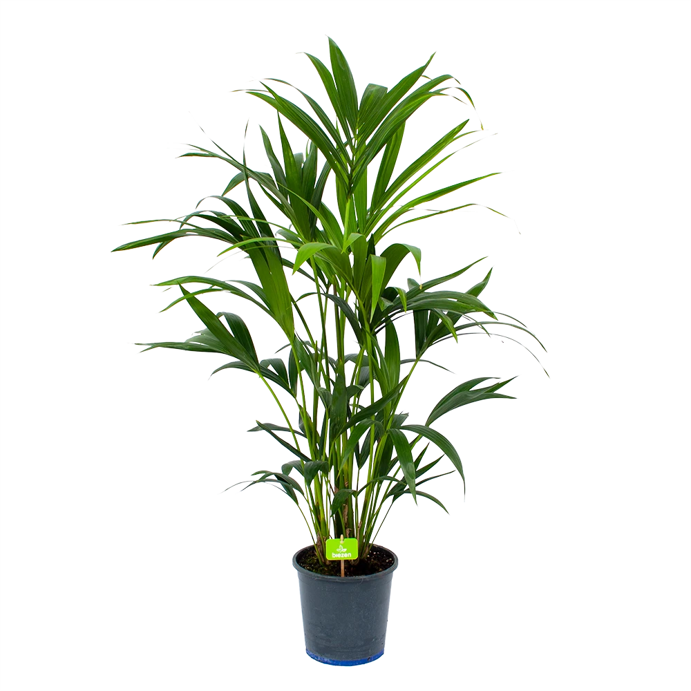 Kentiapalm - Howea Forsteriana - P21 H120 - Kamerplant 3 Kentiapalm - Howea Forsteriana - P21 H120 - Kamerplant